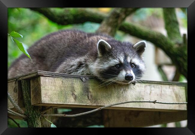 Raccoon laying down Framed Print by Images of Devon