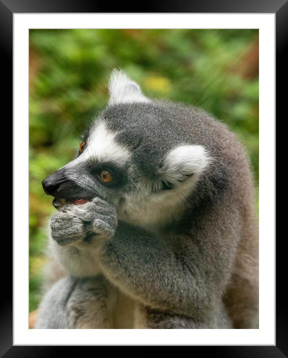 Ring tailed Lemur Framed Mounted Print by Images of Devon