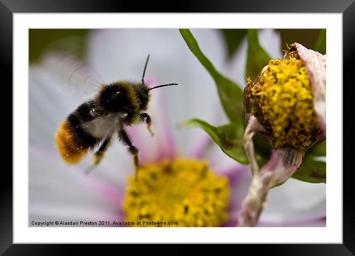 Flight of the Bumblebee Framed Mounted Print by Alasdair Preston
