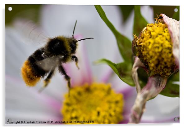 Flight of the Bumblebee Acrylic by Alasdair Preston