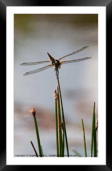 Ready for take off Framed Mounted Print by Angela Lee