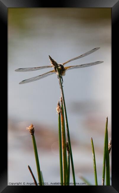 Ready for take off Framed Print by Angela Lee