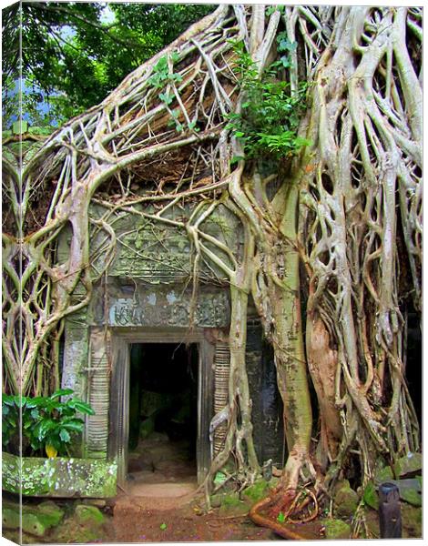 Te Prohm Temple Tree Overgrowth 3 Canvas Print by Mark Sellers