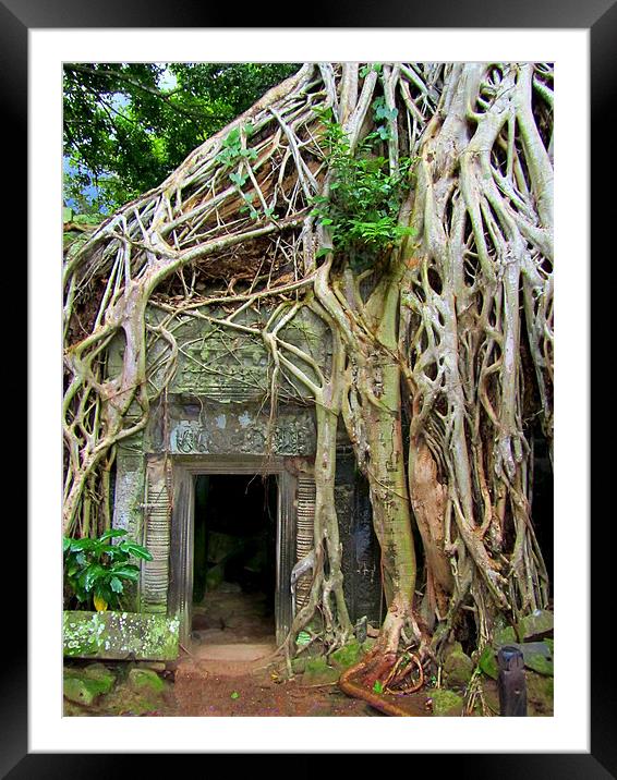 Te Prohm Temple Tree Overgrowth 3 Framed Mounted Print by Mark Sellers