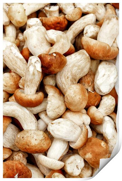 The harvest of porcini mushrooms in a heap, close-up. Print by Sergii Petruk