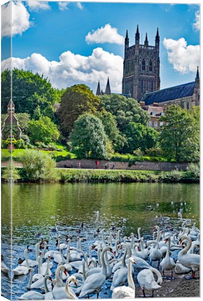 Swans at Worcester Canvas Print by Joyce Storey