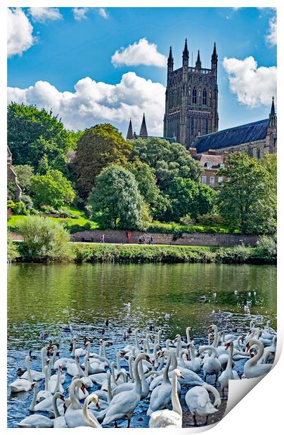 Swans at Worcester Print by Joyce Storey