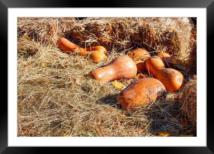 Orange pumpkins are stacked in the hay and lit by bright sunlight. Framed Mounted Print by Sergii Petruk