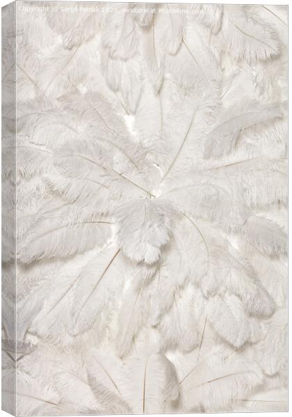 Texture and background of white ostrich feathers. Canvas Print by Sergii Petruk
