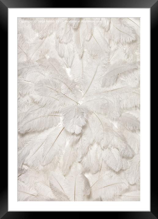 Texture and background of white ostrich feathers. Framed Mounted Print by Sergii Petruk