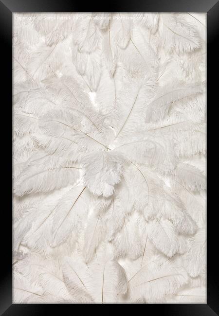 Texture and background of white ostrich feathers. Framed Print by Sergii Petruk