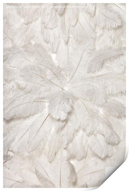 Texture and background of white ostrich feathers. Print by Sergii Petruk