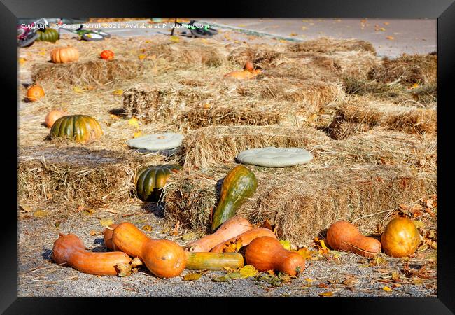 Orange pumpkins lie among sheaves of hay on a playground in an autumn city park. Framed Print by Sergii Petruk