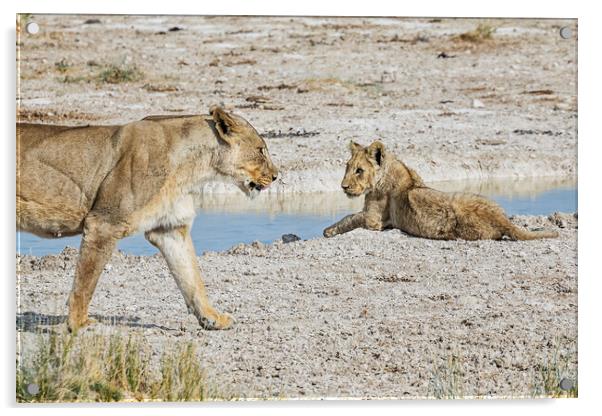 Female Lion Passing Cub  Acrylic by Belinda Greb