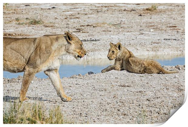 Female Lion Passing Cub  Print by Belinda Greb