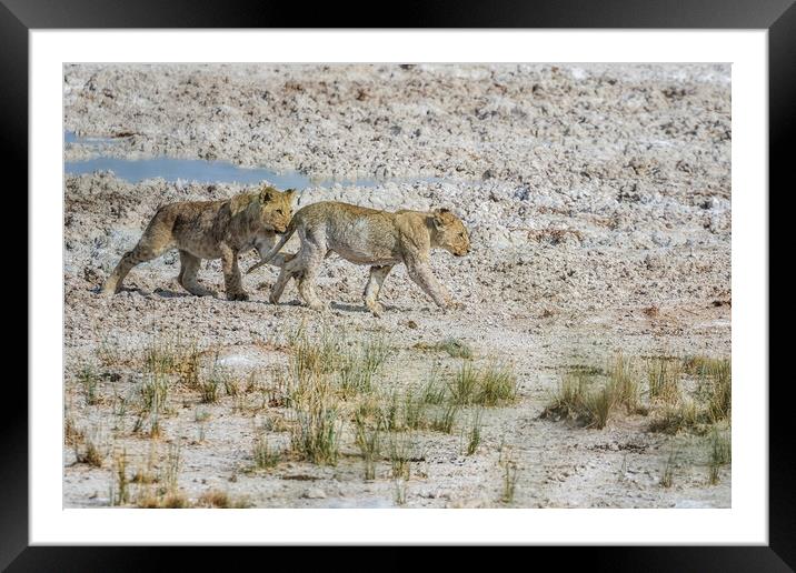 Mischievous Lion Cub Wanting to Play with Sibling, No. 3 Framed Mounted Print by Belinda Greb