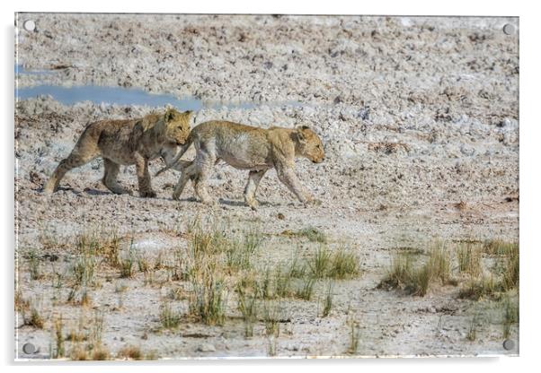 Mischievous Lion Cub Wanting to Play with Sibling, No. 3 Acrylic by Belinda Greb