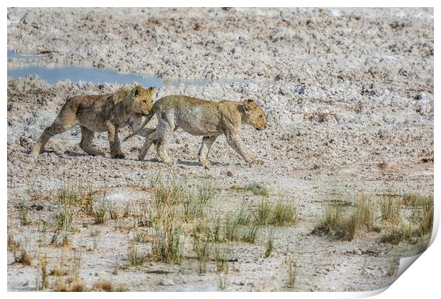 Mischievous Lion Cub Wanting to Play with Sibling, No. 3 Print by Belinda Greb