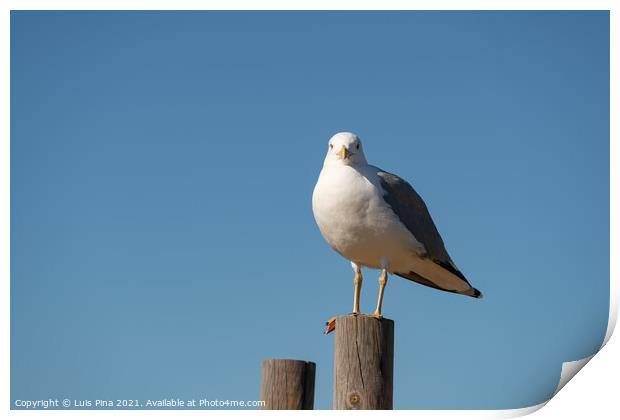 Seagull on a sunny day with a blue sky foreground, in Portugal Print by Luis Pina