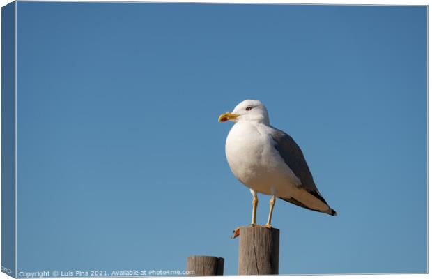 Seagull on a sunny day with a blue sky foreground, in Portugal Canvas Print by Luis Pina