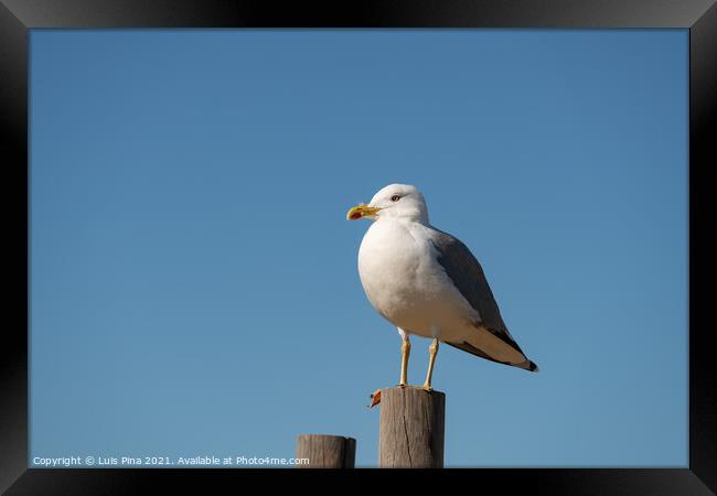 Seagull on a sunny day with a blue sky foreground, in Portugal Framed Print by Luis Pina