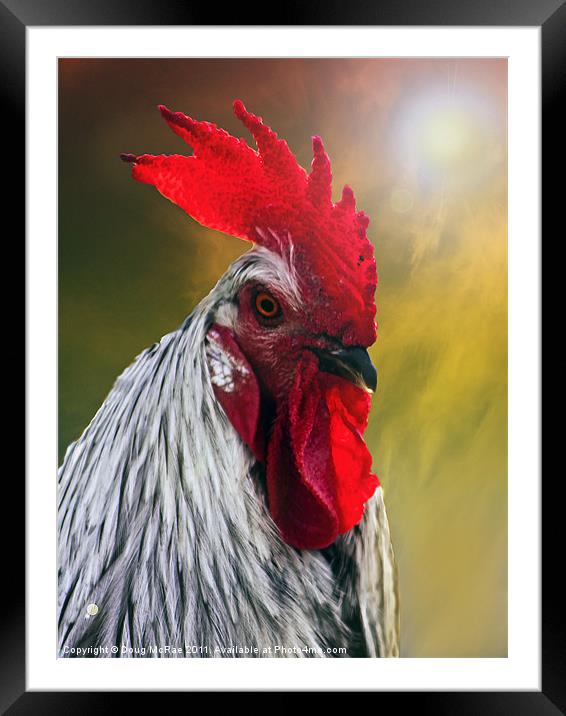 Rooster at sunset Framed Mounted Print by Doug McRae