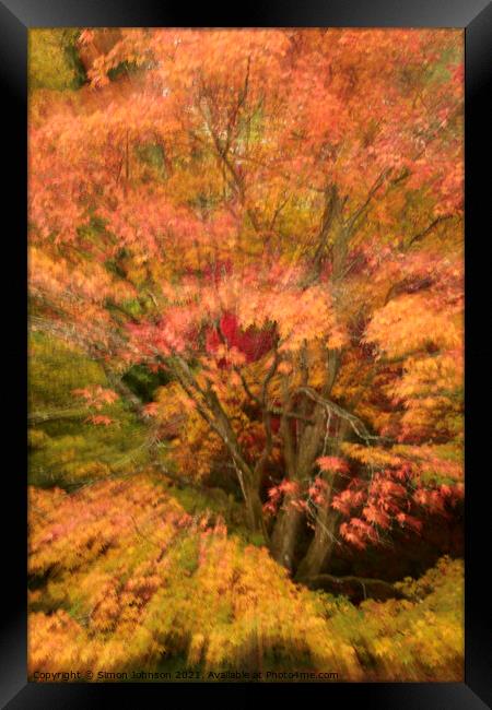 Autumn colour explosion Framed Print by Simon Johnson