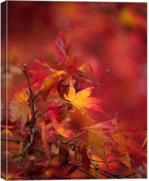   Acer Autumn Leaf Canvas Print by Simon Johnson