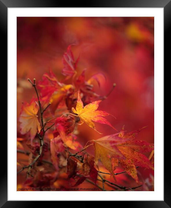   Acer Autumn Leaf Framed Mounted Print by Simon Johnson