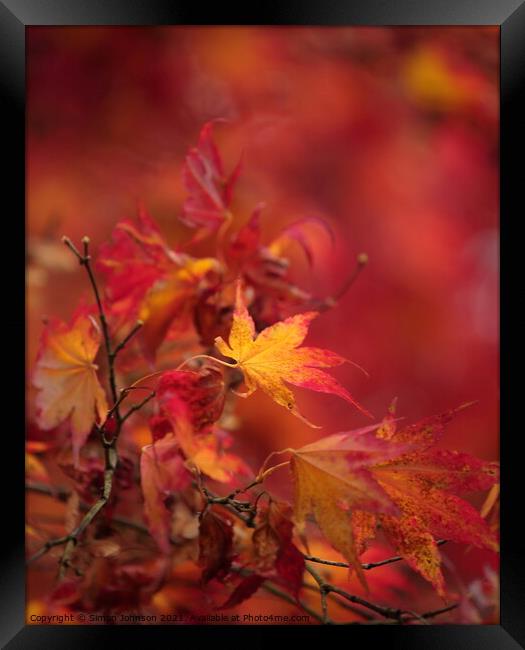   Acer Autumn Leaf Framed Print by Simon Johnson