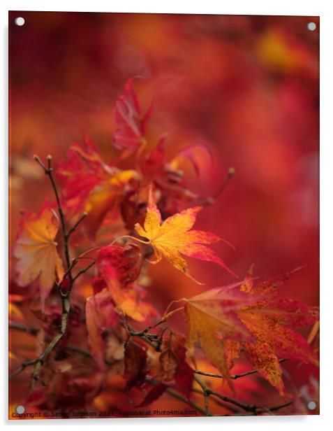   Acer Autumn Leaf Acrylic by Simon Johnson