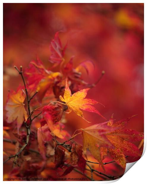   Acer Autumn Leaf Print by Simon Johnson