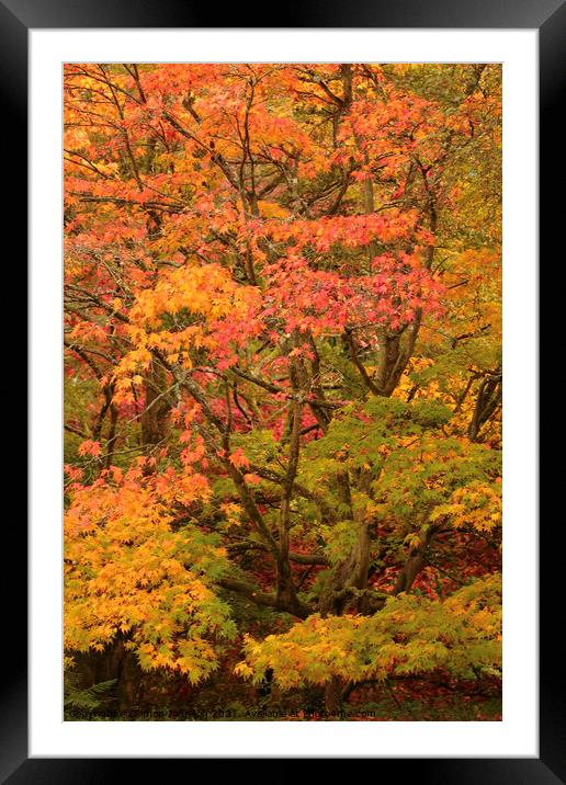 Autumn Acer leaves Framed Mounted Print by Simon Johnson