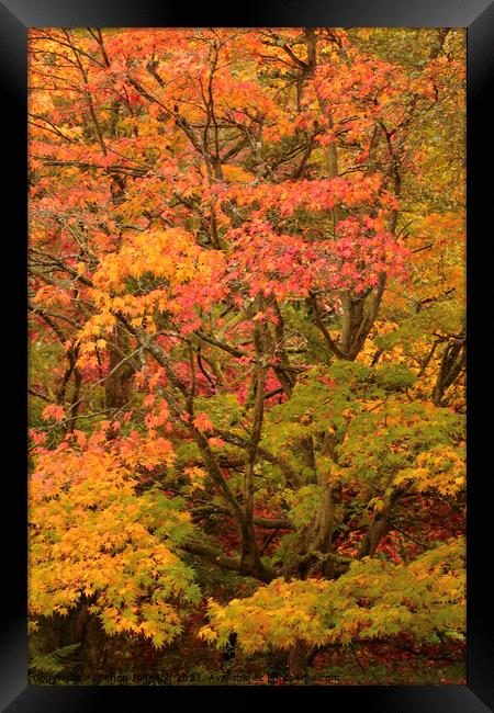 Autumn Acer leaves Framed Print by Simon Johnson