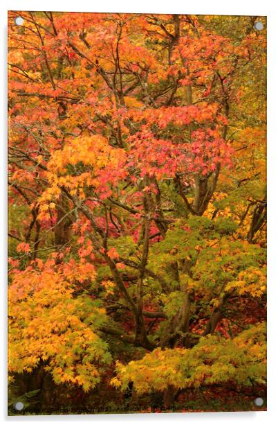 Autumn Acer leaves Acrylic by Simon Johnson