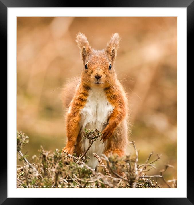 A squirrel looking intensely Framed Mounted Print by Gary Clarricoates
