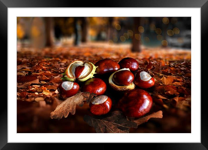 Autumn Conkers Framed Mounted Print by Alison Chambers