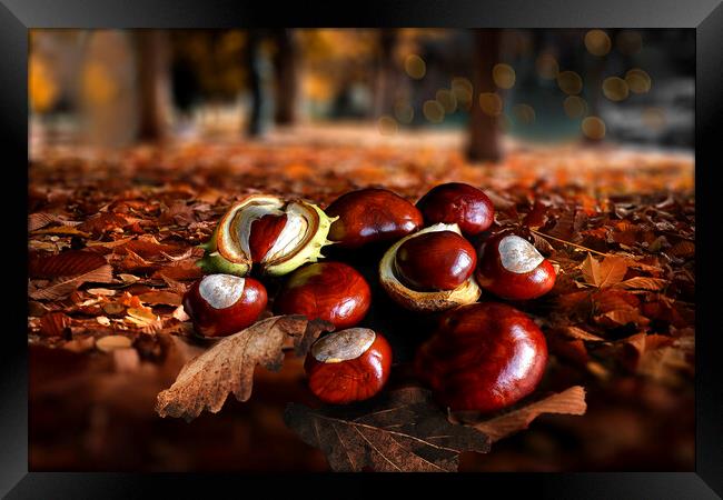 Autumn Conkers Framed Print by Alison Chambers