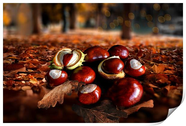 Autumn Conkers Print by Alison Chambers