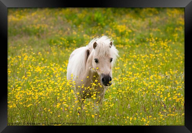Hiding in the buttercups Framed Print by Angela Lee