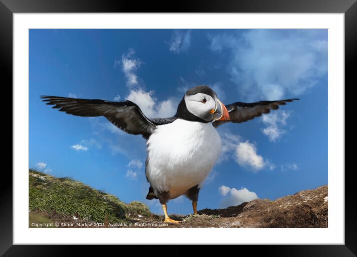 Atlantic puffin on the Northumberland coast Framed Mounted Print by Simon Marlow