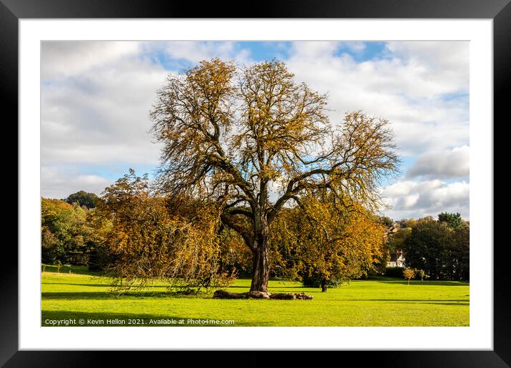 Oak tree in Autumn sunshine, Framed Mounted Print by Kevin Hellon