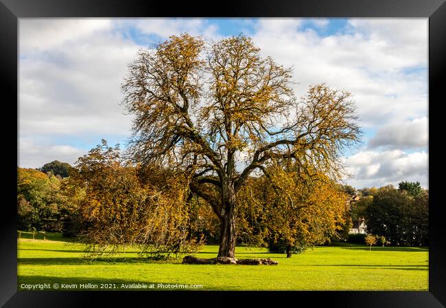 Oak tree in Autumn sunshine, Framed Print by Kevin Hellon