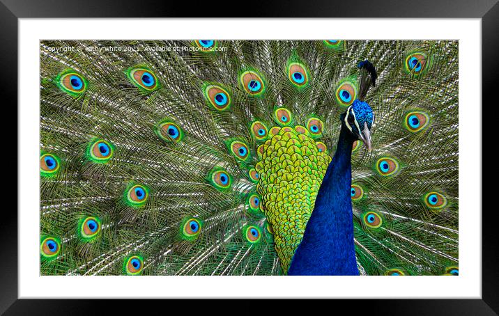 Magnificent Peacock Display Framed Mounted Print by kathy white
