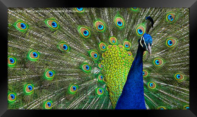 Magnificent Peacock Display Framed Print by kathy white