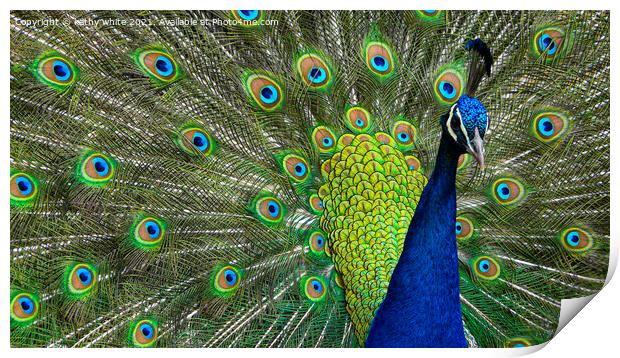Magnificent Peacock Display Print by kathy white