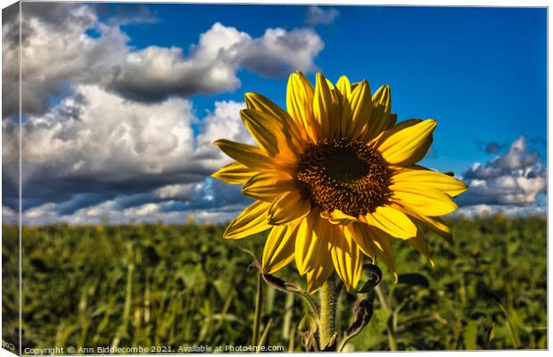 Sunflower in focus with cloudy sky Canvas Print by Ann Biddlecombe