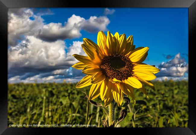 Sunflower in focus with cloudy sky Framed Print by Ann Biddlecombe