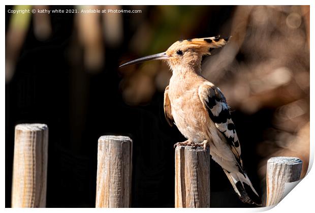 Hoopoe sitting on a fence Print by kathy white