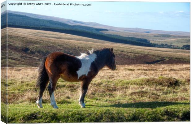 Dartmoor pony Canvas Print by kathy white